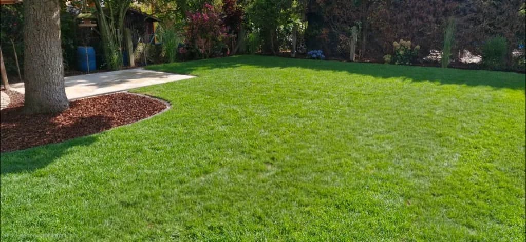 Frisch gepflegte Rasenfläche mit Baum und Weg